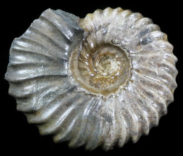 Acanthohoplites Ammonite Fossil - Caucasus, Russia #30082